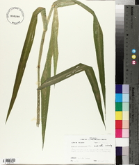 Panicum gymnocarpon image