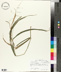 Panicum gymnocarpon image