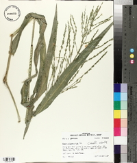 Panicum gymnocarpon image