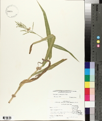 Panicum gymnocarpon image