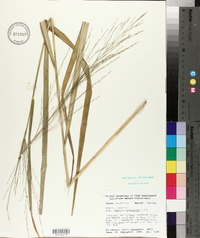 Panicum gymnocarpon image