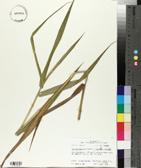 Panicum hemitomon image