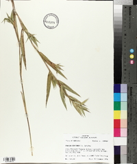 Panicum hemitomon image