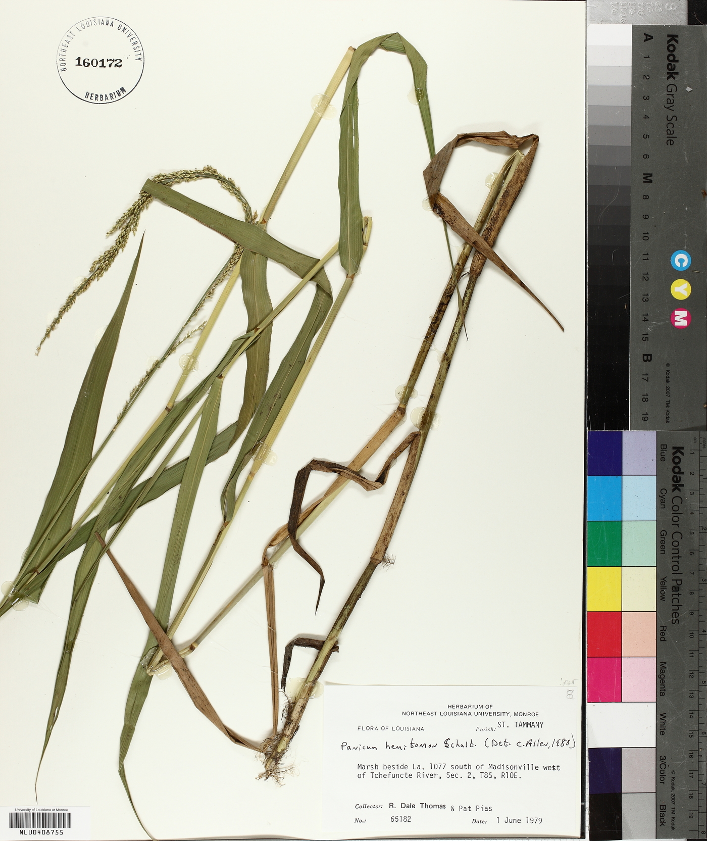 Panicum hemitomon image