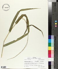 Panicum hemitomon image