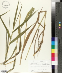 Panicum hemitomon image