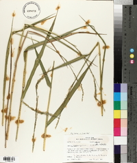 Panicum hemitomon image