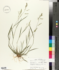 Panicum hians image