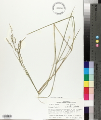 Panicum hians image