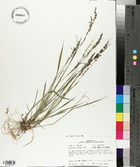 Panicum hians image