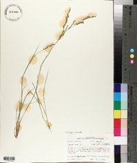 Panicum hians image