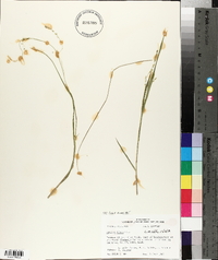 Panicum hians image