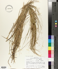 Panicum hians image