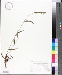 Panicum commutatum image