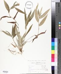 Panicum commutatum image