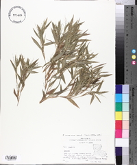 Panicum commutatum image