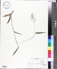 Panicum commutatum image