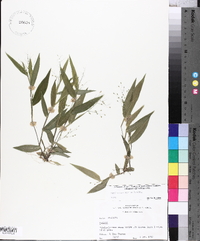 Panicum commutatum image