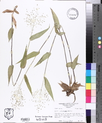 Panicum commutatum image