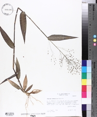 Panicum commutatum image