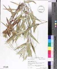 Panicum commutatum image