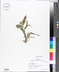 Panicum commutatum image