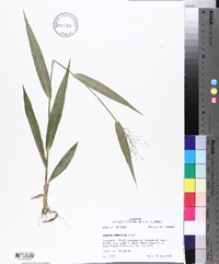 Panicum commutatum image