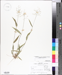 Panicum commutatum image