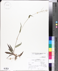 Panicum commutatum image