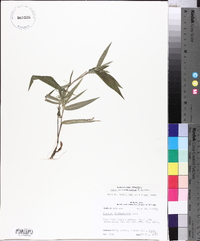 Panicum commutatum image