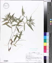 Panicum commutatum image
