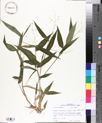 Panicum commutatum image