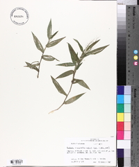 Panicum commutatum image