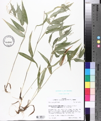 Panicum commutatum image