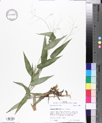 Panicum commutatum image