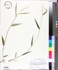 Panicum commutatum image