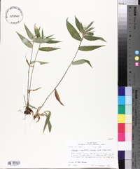 Panicum commutatum image