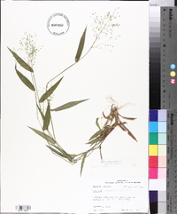 Panicum commutatum image