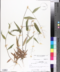 Panicum commutatum image