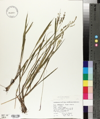 Panicum hians image