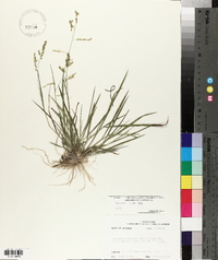 Panicum hians image