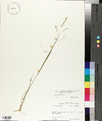 Panicum hians image