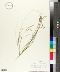 Panicum hians image