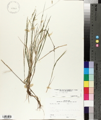 Panicum hians image