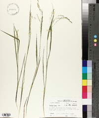 Panicum hians image