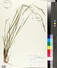 Panicum hians image