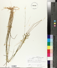 Panicum hians image