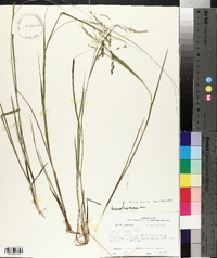 Panicum hians image