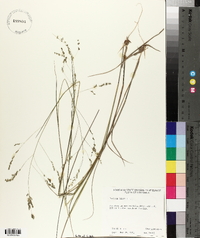 Panicum hians image