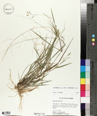 Panicum hians image